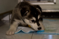 Puppy Years