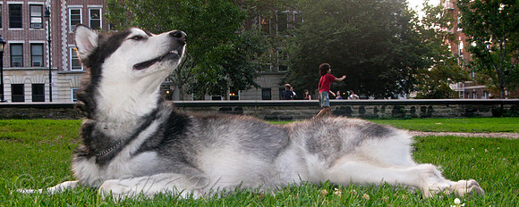 Mountain Of A Dog